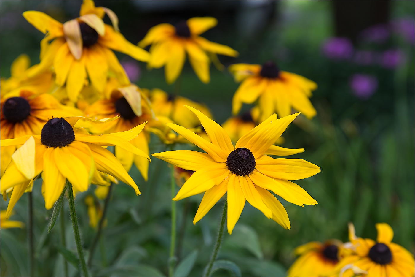 Изображение особи Rudbeckia hirta.