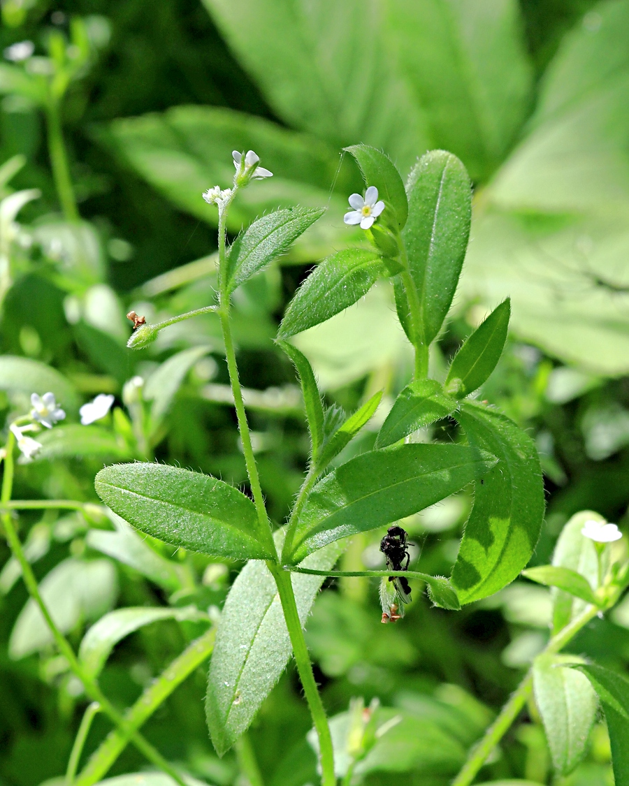 Image of Myosotis sparsiflora specimen.