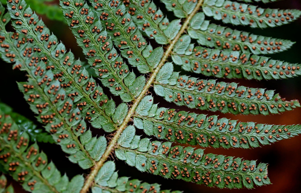 Image of Polystichum setiferum specimen.