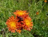 Pilosella aurantiaca