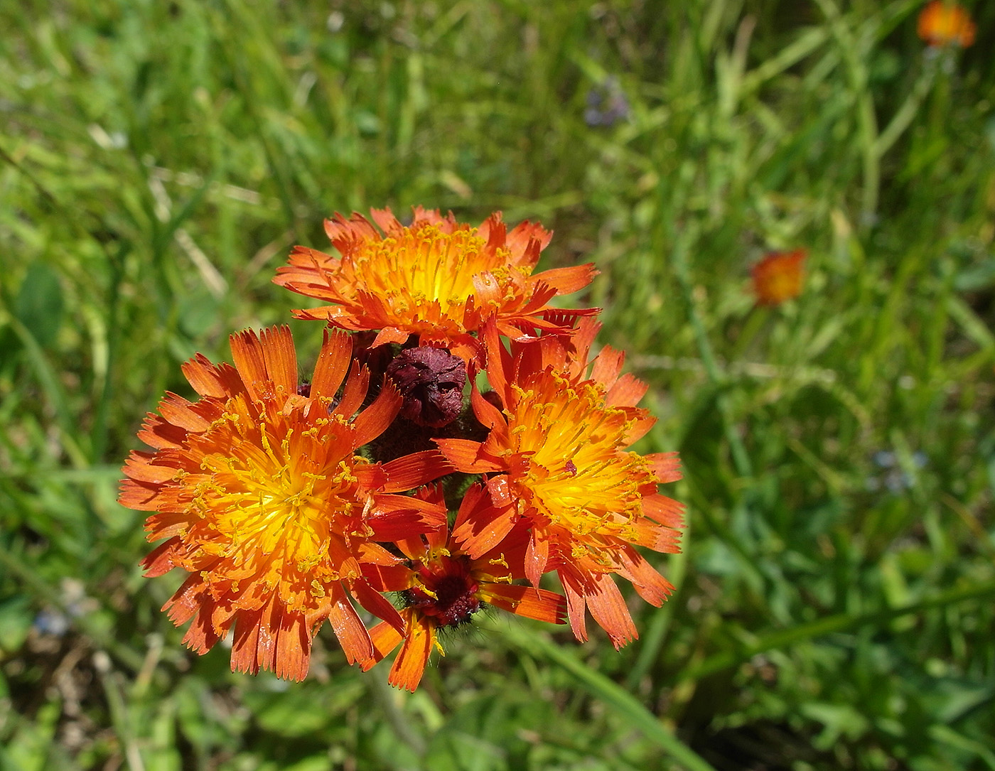Image of Pilosella aurantiaca specimen.
