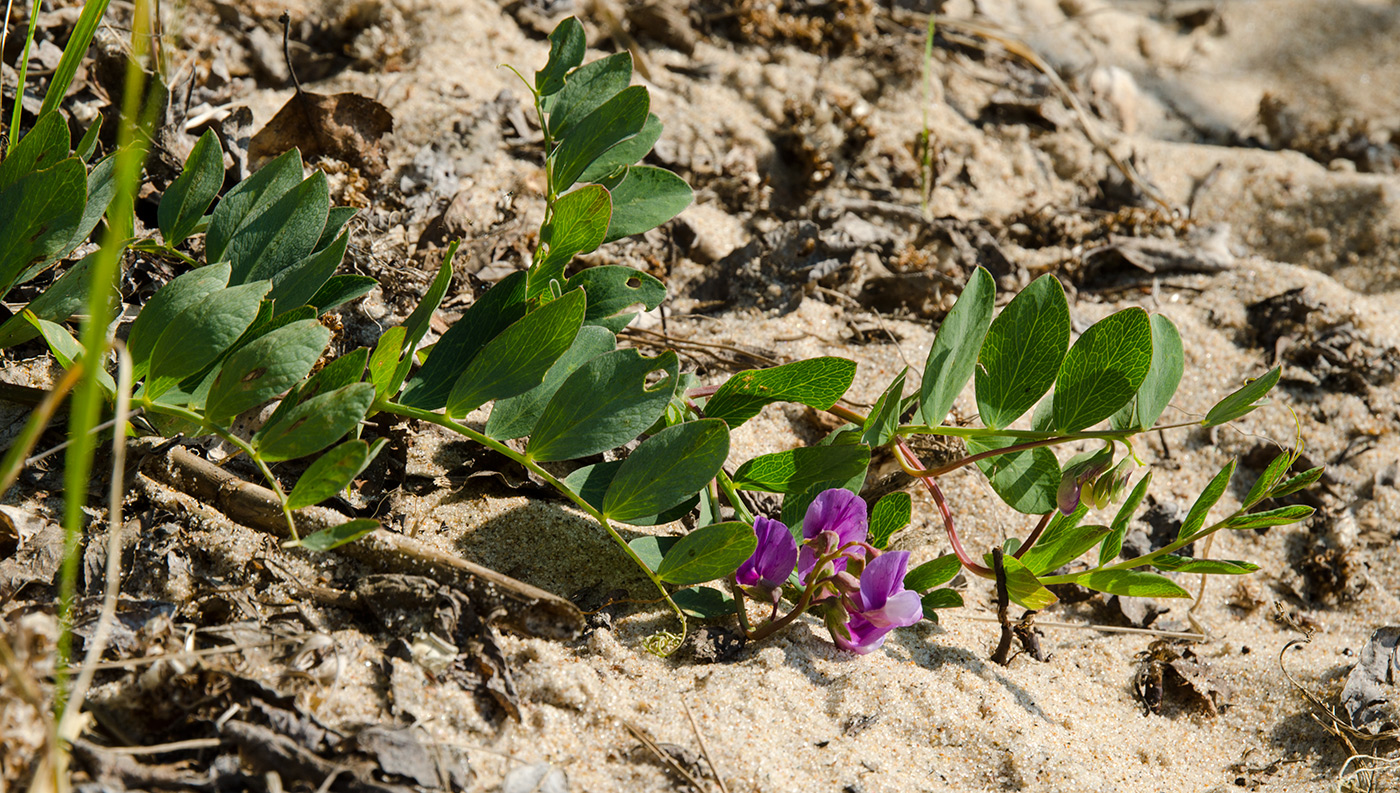 Image of Lathyrus japonicus ssp. pubescens specimen.