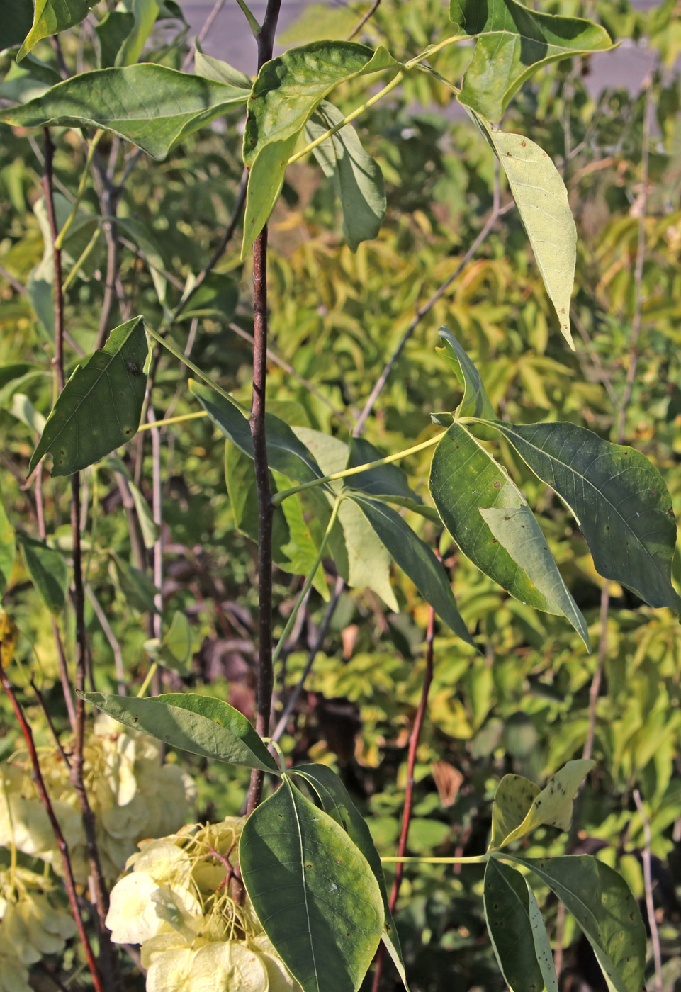 Изображение особи Ptelea trifoliata.