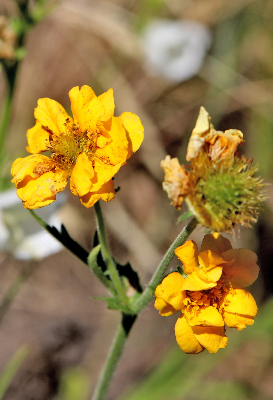 Image of Geum quellyon specimen.