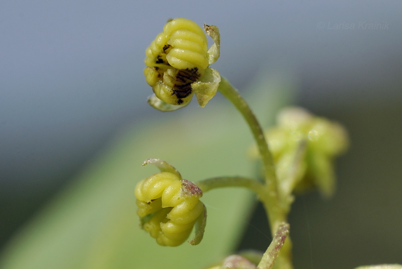 Изображение особи род Dodonaea.