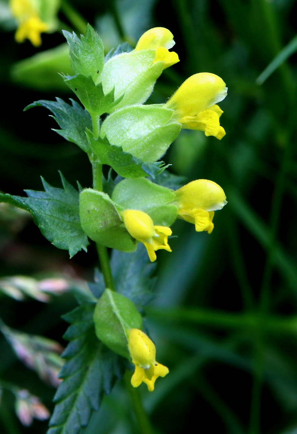 Изображение особи Rhinanthus minor.