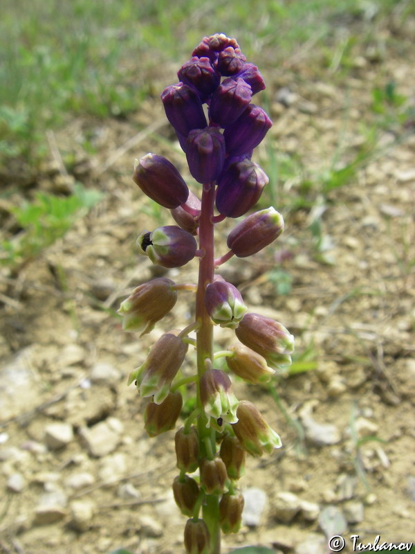 Image of genus Bellevalia specimen.