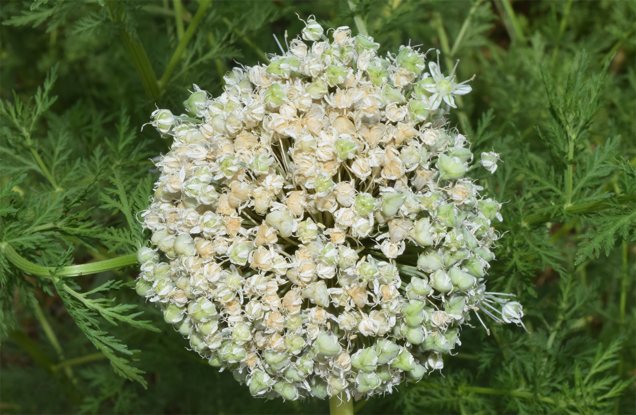 Изображение особи Allium praemixtum.