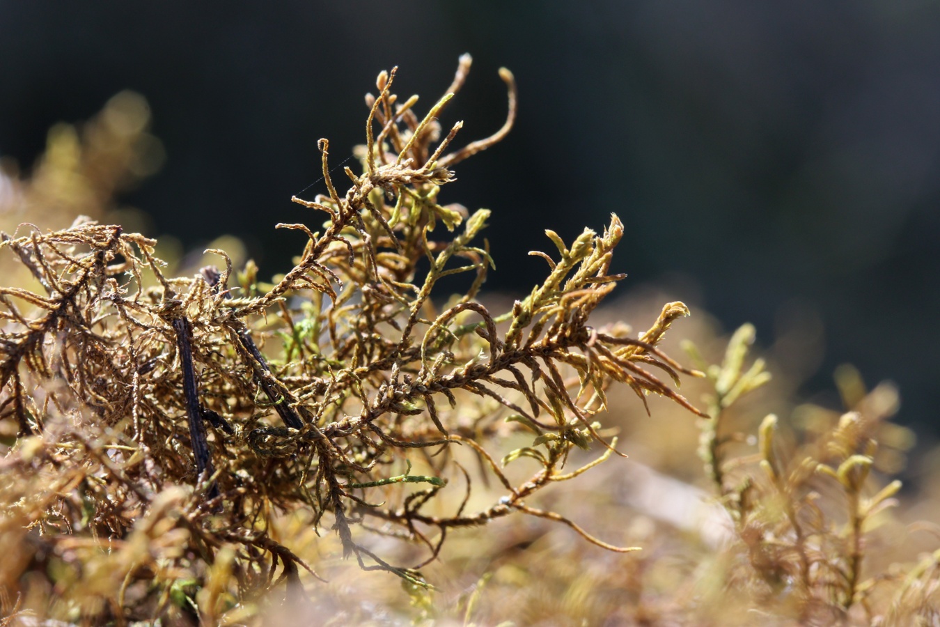 Image of Abietinella abietina specimen.
