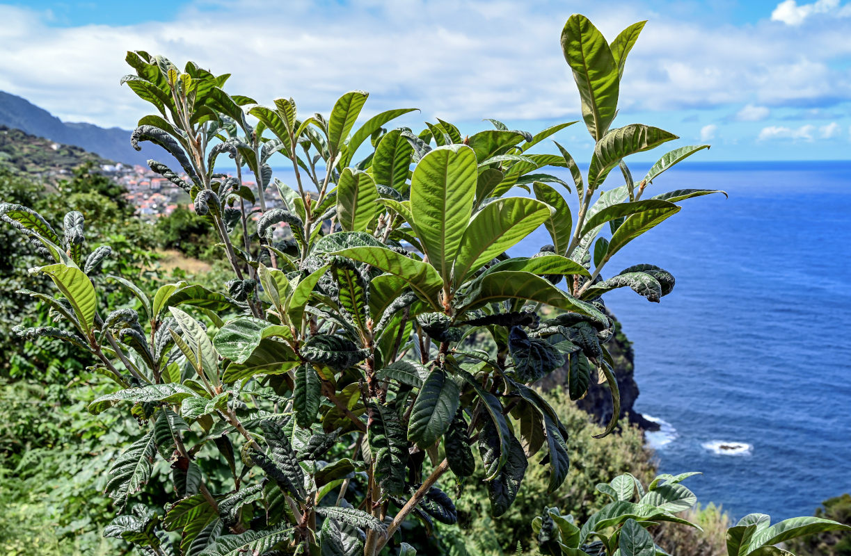 Изображение особи Eriobotrya japonica.