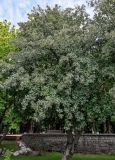 Sorbus intermedia. Плодоносящее дерево. Калининградская обл., г. Калининград, в культуре. 29.06.2025.