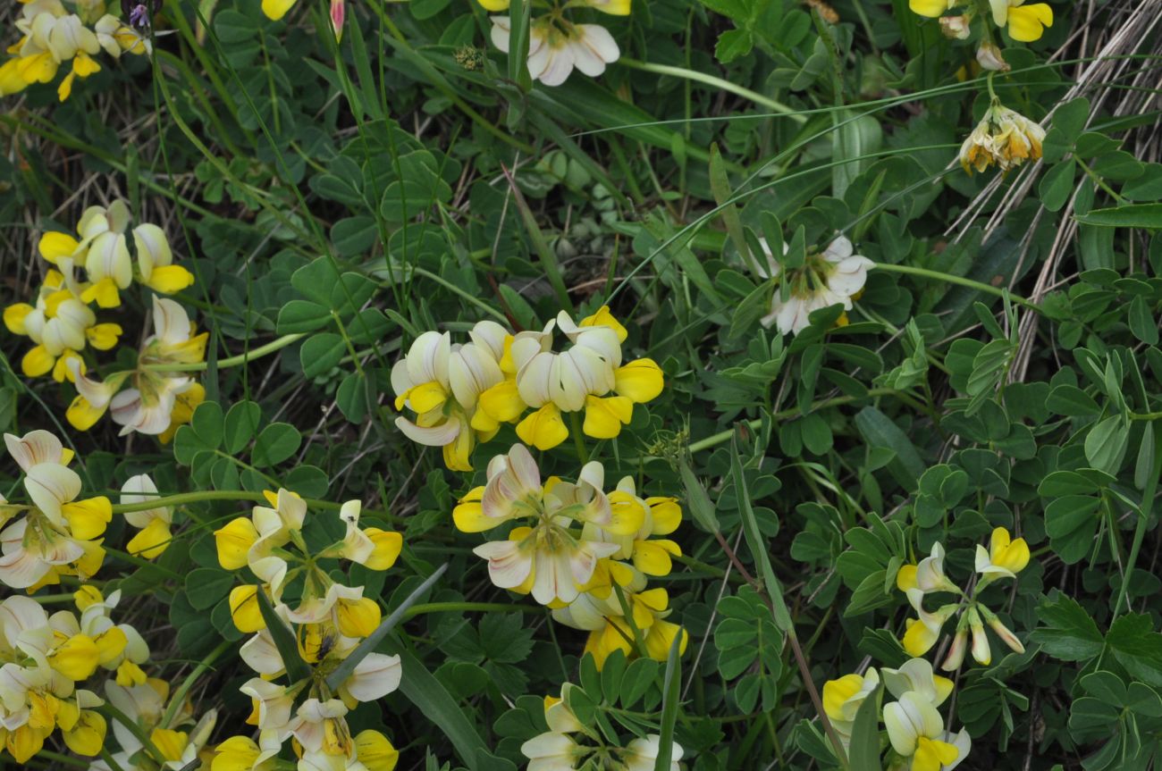 Изображение особи Securigera balansae.