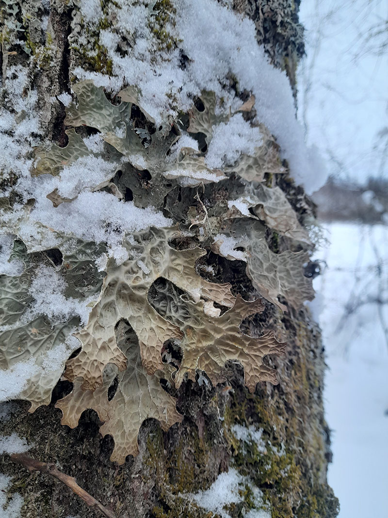 Изображение особи Lobaria pulmonaria.