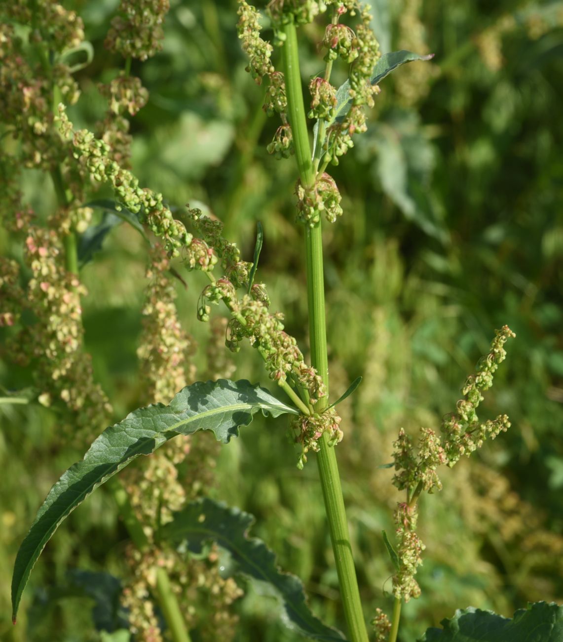 Image of genus Rumex specimen.