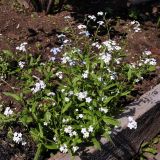 Myosotis sylvatica. Цветущие растения. Свердловская обл., окр. г. Североуральск, дачный участок. 17.06.2024.