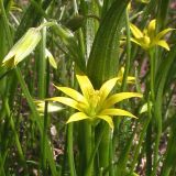 Gagea minima