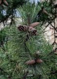 Pinus pallasiana. Верхушка ветви с раскрывающейся и нераскрывшимися шишками. Саратовская обл., г. Саратов, в культуре. 12.04.2026.