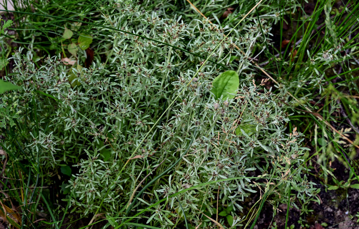 Изображение особи Gnaphalium uliginosum.