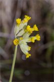 Primula veris. Верхушка побега с соцветием. Ленинградская обл., Ломоносовский р-н, берег р. Шингарка, разнотравно-злаковый луг. 02.05.2026.