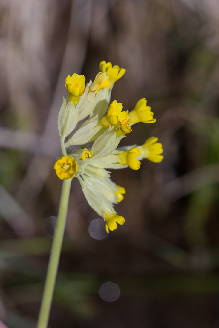Image of Primula veris specimen.