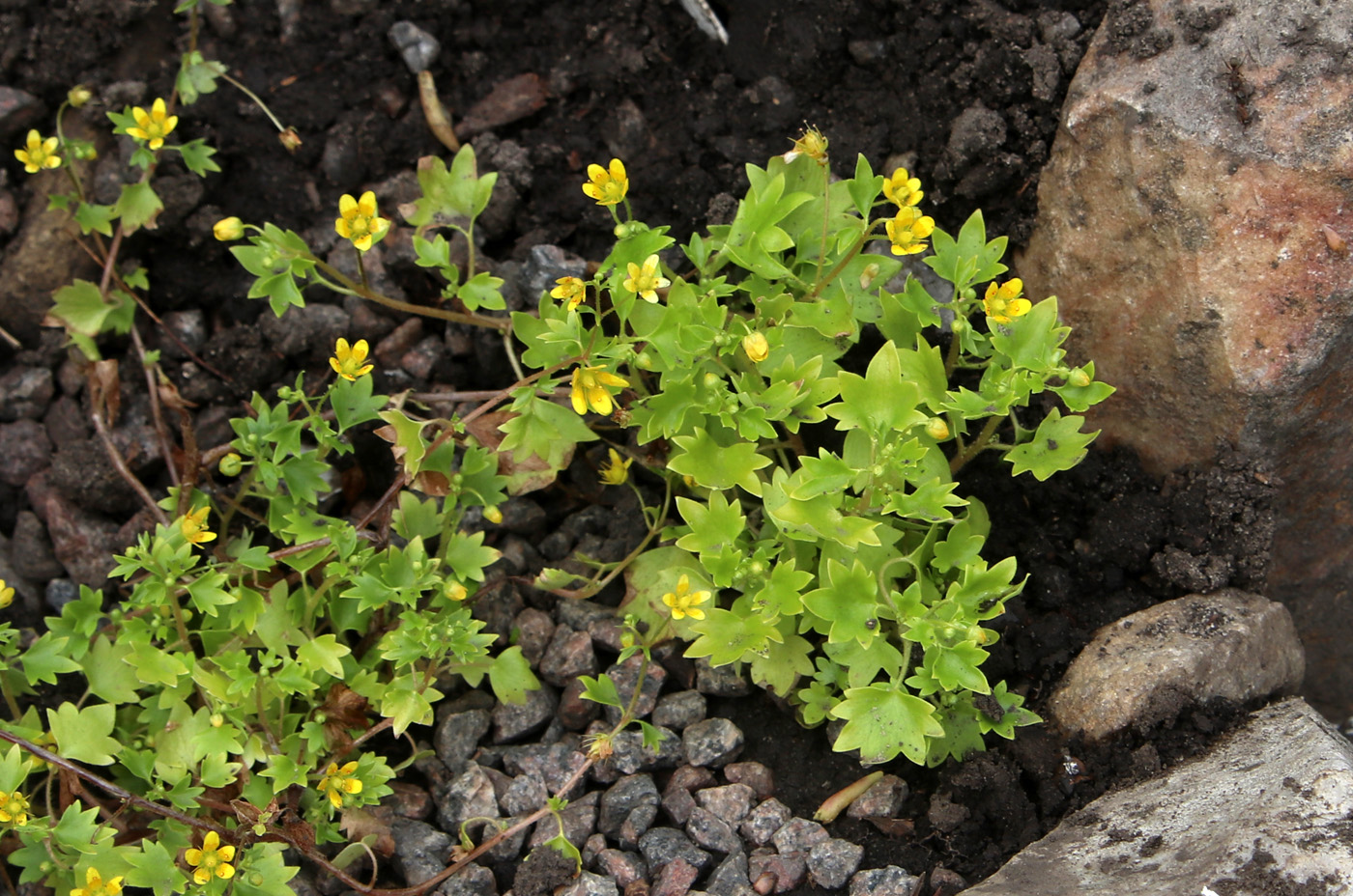 Image of Saxifraga cymbalaria specimen.