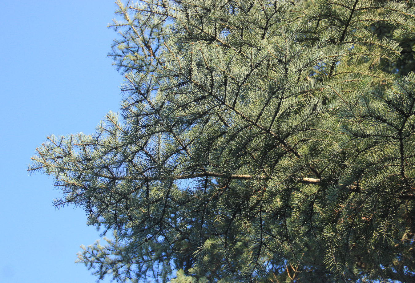 Image of Abies concolor specimen.