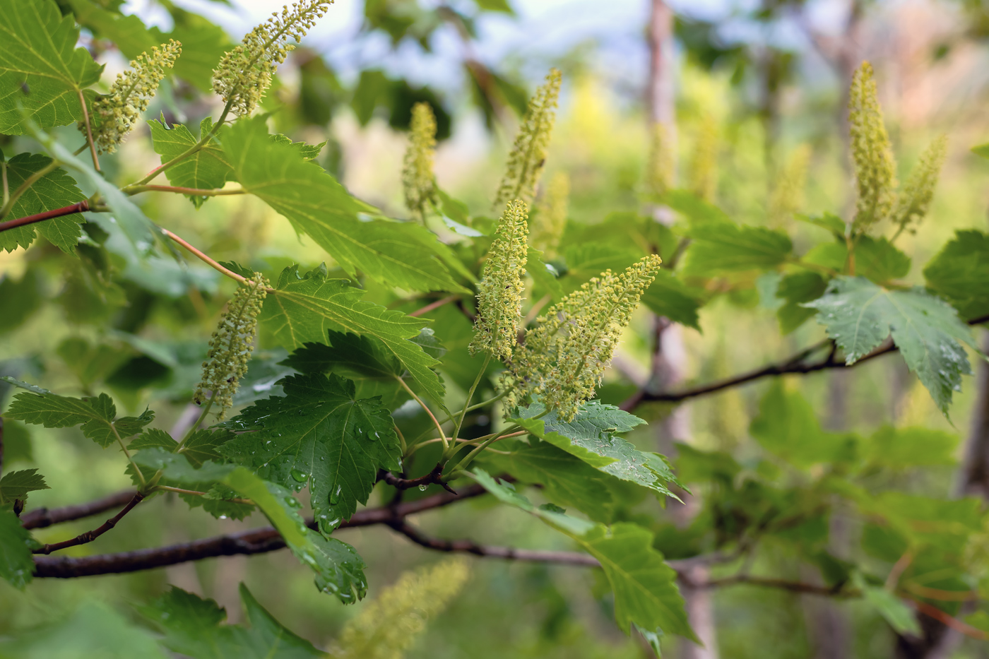 Image of Acer ukurunduense specimen.