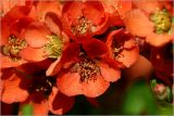 Chaenomeles japonica. Цветки. Московская обл., Раменский р-н, окр. дер. Хрипань, садовый участок. 25.006.2026.