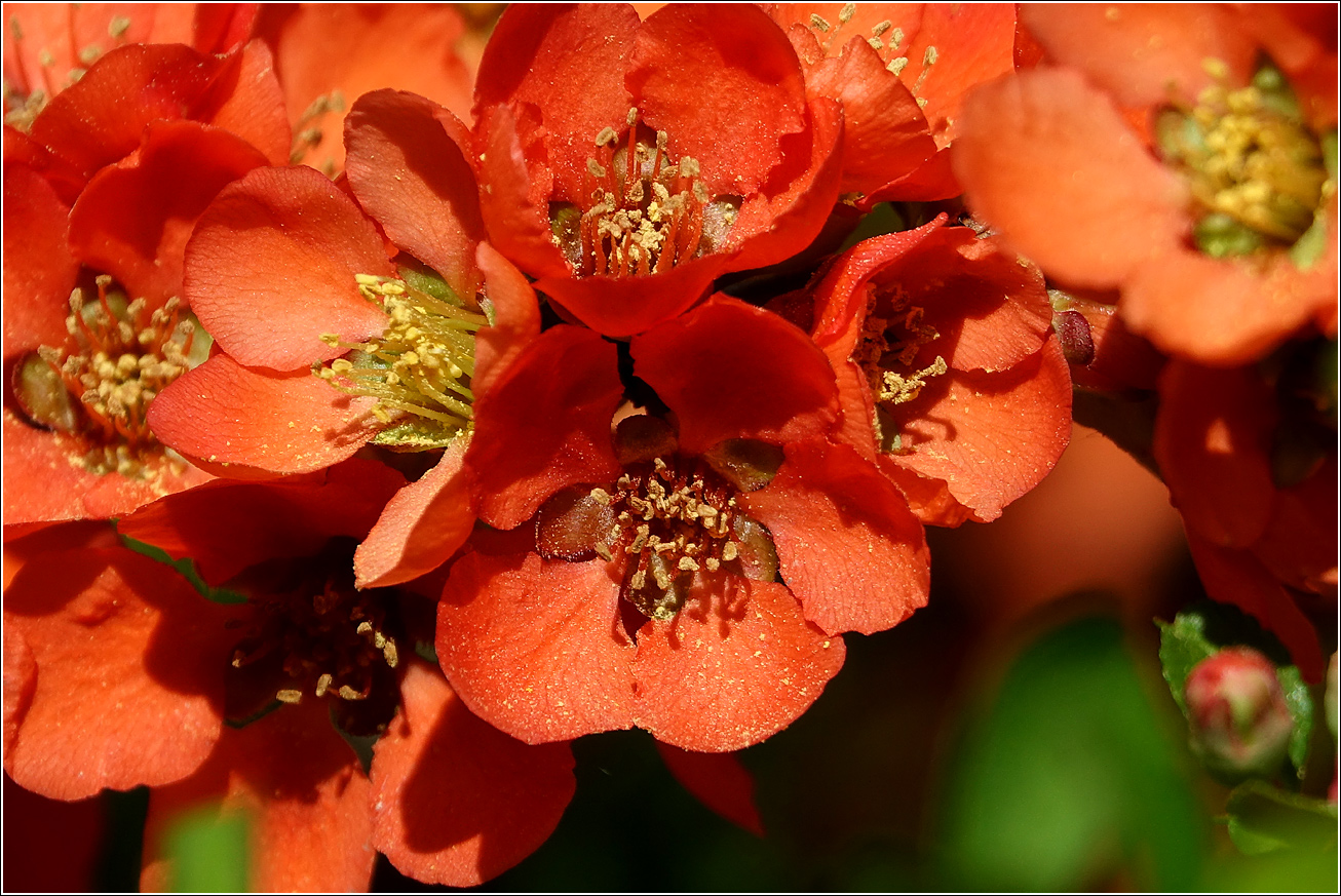 Изображение особи Chaenomeles japonica.