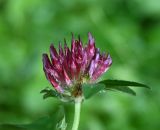 род Trifolium. Соцветие. Тульская обл., Заокский р-н, Бутиково, край лесной дороги. 28.06.2026.