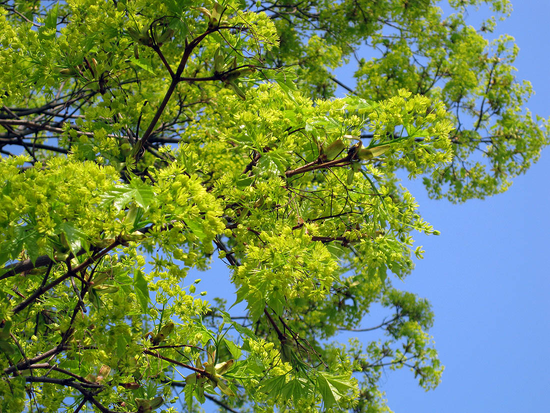 Image of Acer platanoides specimen.