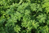 Geranium pratense. Листья. Ленинградская обл., Ломоносовский р-н, окр. дер. Мал. Забородье, берег пруда в истоках р. Шингарка, опушка лиственного леса. 10.06.2026.