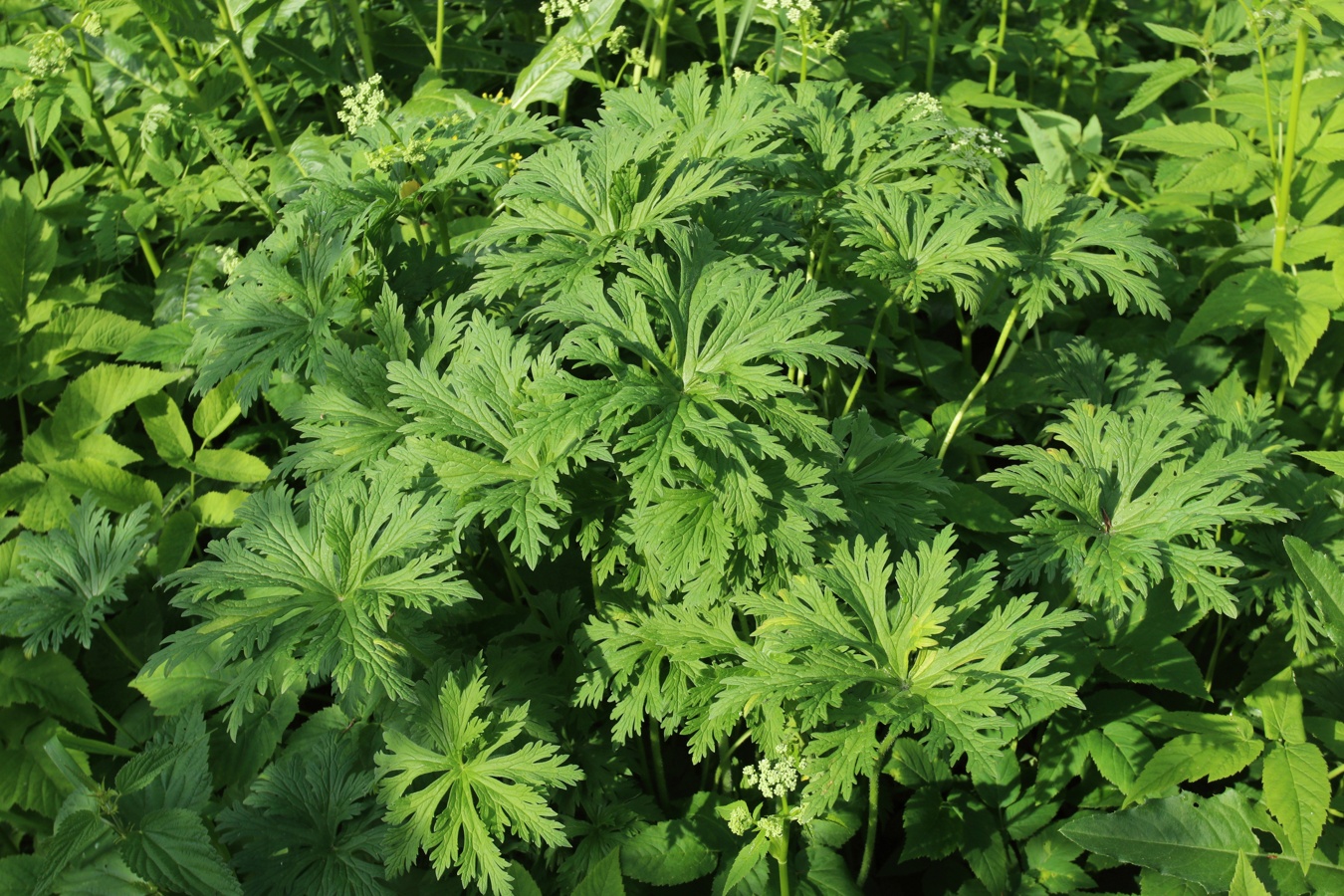 Image of Geranium pratense specimen.