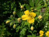 Chelidonium asiaticum. Соцветие с цветком и бутонами. Хабаровский край, г. Комсомольск-на-Амуре, смешанный лес с преобладанием Betula, обочина лесной дороги. 07.06.2026.