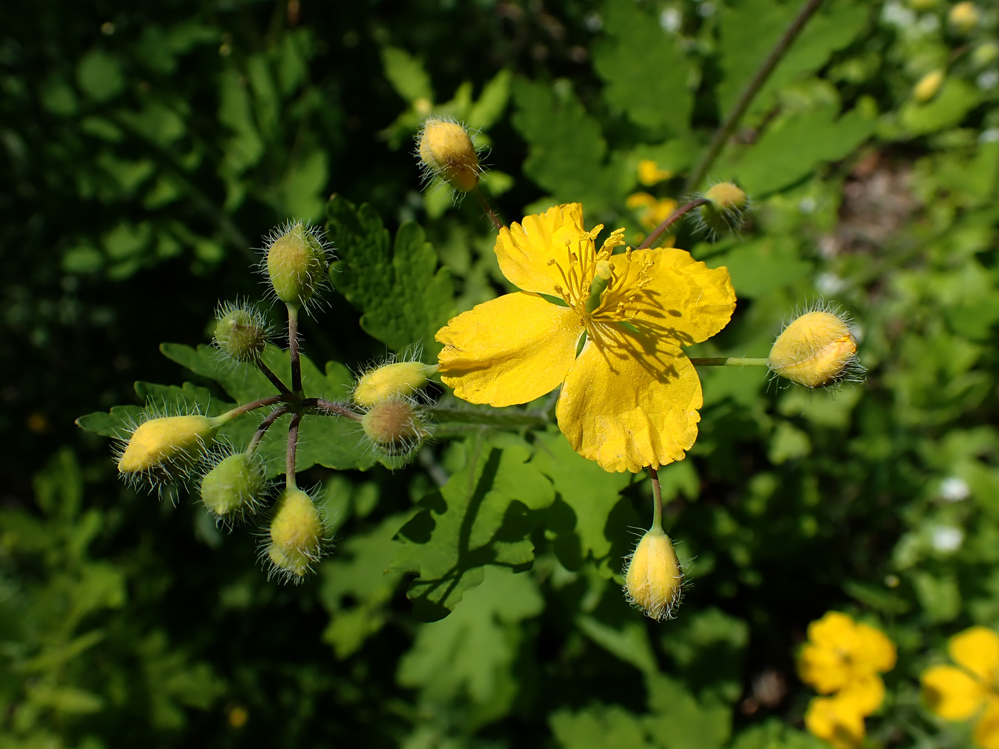 Изображение особи Chelidonium asiaticum.