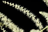 Aruncus sylvestris. Часть соцветия. Ленинградская обл., Кировский р-н, пос. Дачное, дол. р. Мга, дачный участок, в культуре. 19.06.2026.