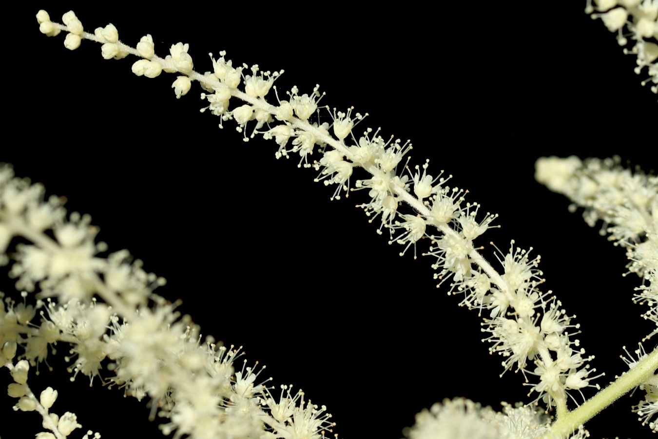 Изображение особи Aruncus sylvestris.