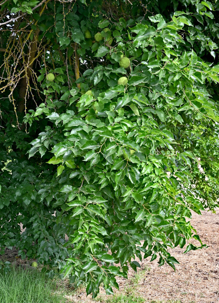 Image of Maclura pomifera specimen.