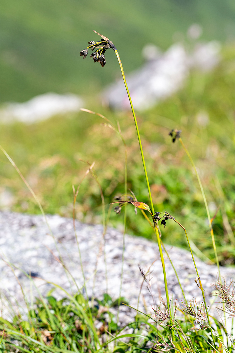 Image of Scirpus maximowiczii specimen.