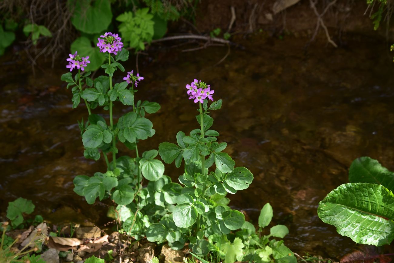 Image of genus Cardamine specimen.