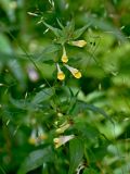 Melampyrum pratense. Верхушка цветущего побега. Калининградская обл., Зеленоградский р-н, Куршская коса, смешанный лес. 30.06.2025.