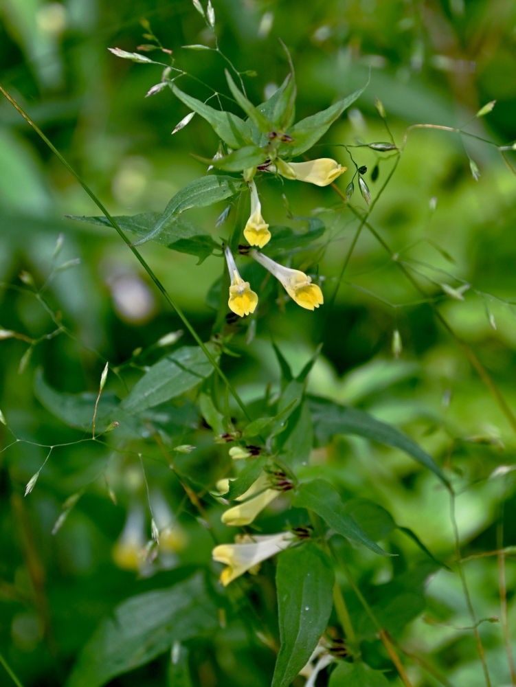 Изображение особи Melampyrum pratense.