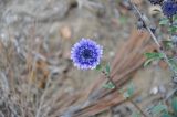 Globularia alypum