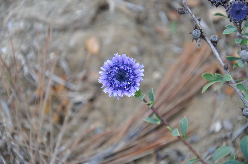 Изображение особи Globularia alypum.