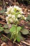 Petasites albus