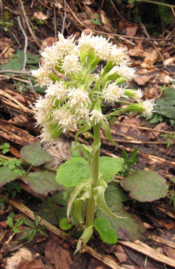 Image of Petasites albus specimen.