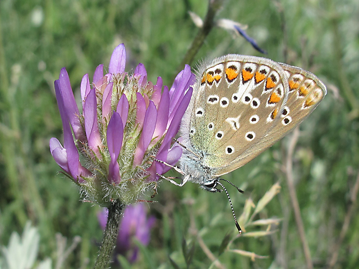 Изображение особи Astragalus onobrychis.