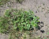 Potentilla supina подвид paradoxa. Цветущее растение. Новосибирская обл., Карасукский р-н, с. Благодатное, грунтовая дорожка в сквере. 10.06.2011.