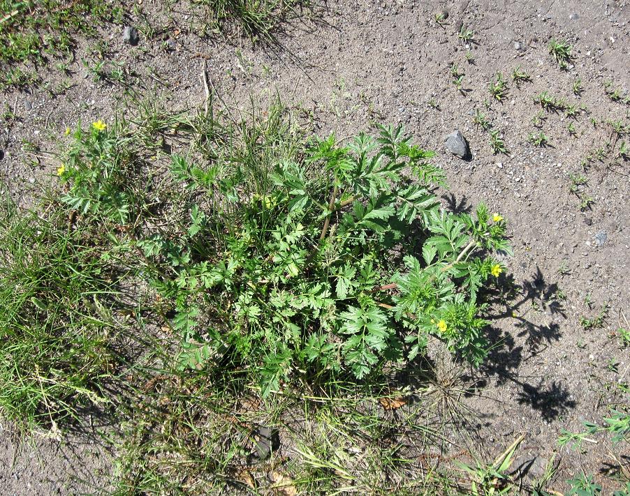 Image of Potentilla supina ssp. paradoxa specimen.