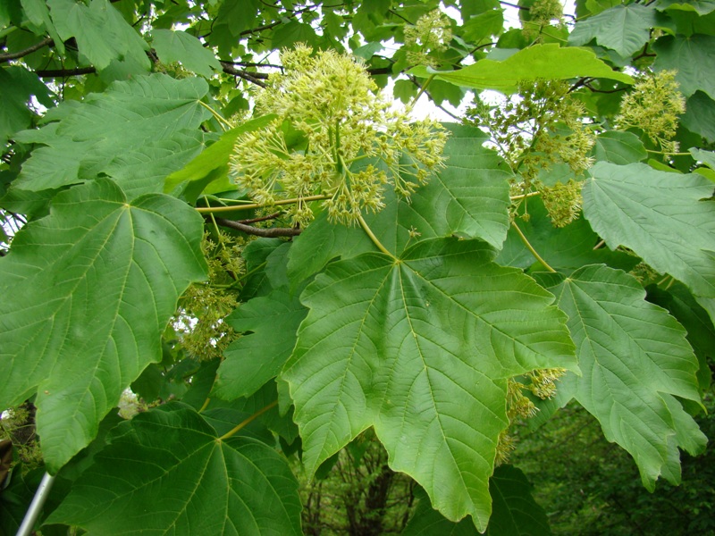 Image of Acer velutinum specimen.